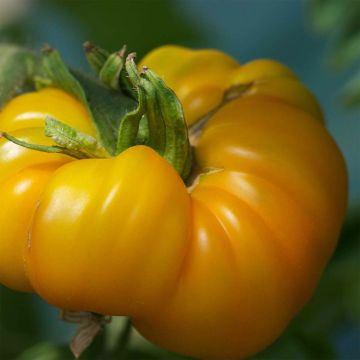 Tomate Jaune Saint Vincent Bio