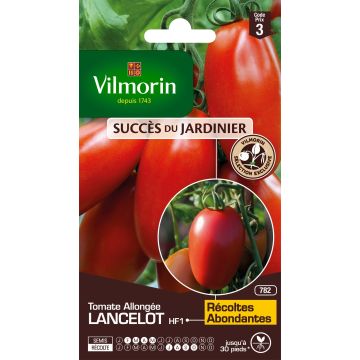 Tomate Lancelot - Vilmorin