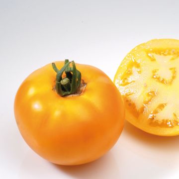 Tomate Lemon Boy F1 (Pflanzen)