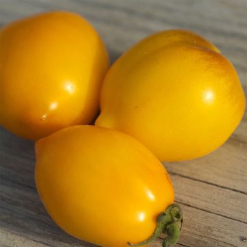 Tomate Lemon Tree Bio