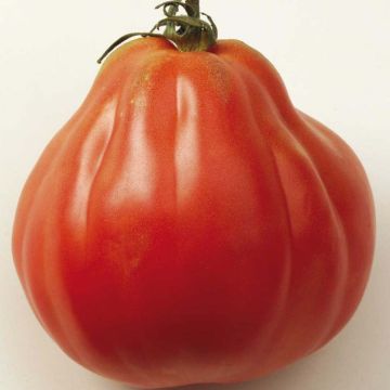 Tomate Liguria Bio