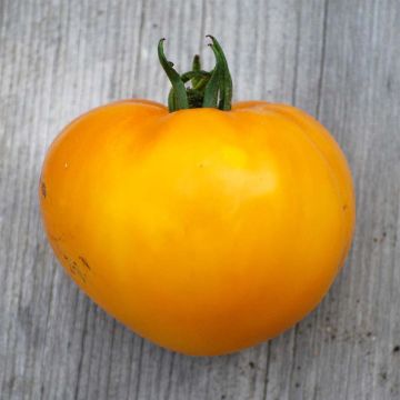 Tomate Limmony Bio