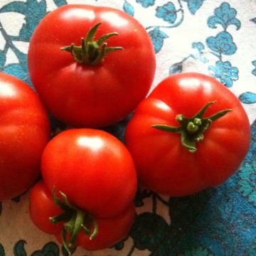 Tomate Marmande (Pflanzen)