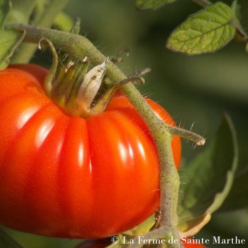 Tomate Marmande Bio - Ferme de Sainte Marthe