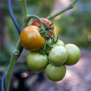 Tomate Matina (BIO Samen)