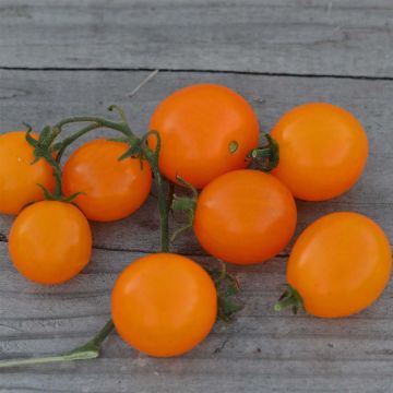 Tomate Mini Orange Bio