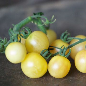 Tomate Mirabelle blanche Bio