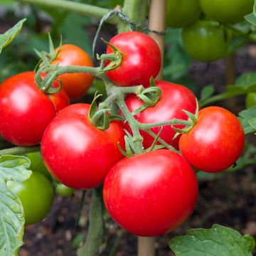 Tomate Moneymaker (BIO Samen)