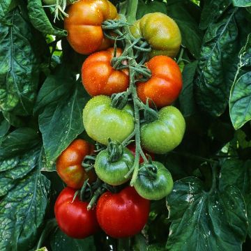 Tomate Montfavet (Veredelte Tomate)