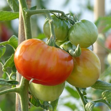 Tomate Montfavet 63-5