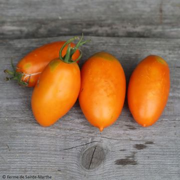 Tomate Orange Banana Bio