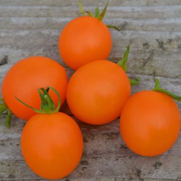 Tomate Orange Berry Bio