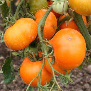 Tomate Orange Queen Bio