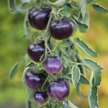 Tomate Osu Blue P20 Bio