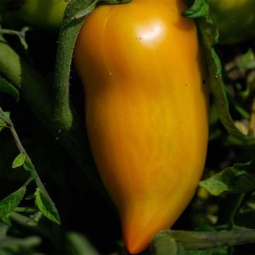 Tomate Poivron jaune Bio