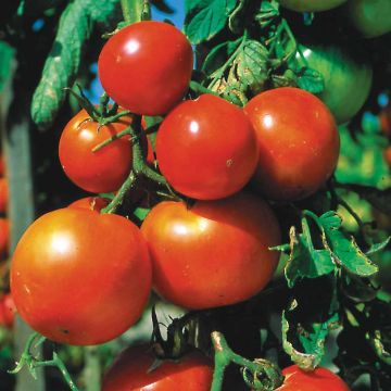 Tomate Pomme rouge Bio