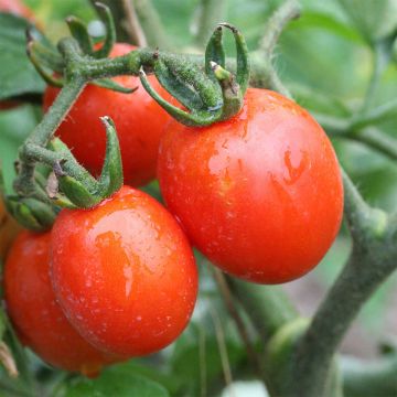 Tomate Prince Borghese Bio