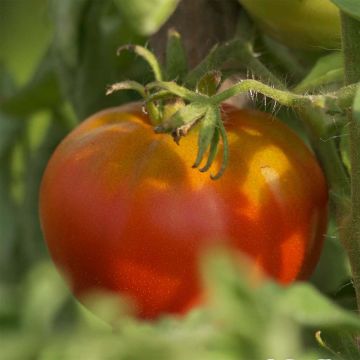 Tomate Reine des hâtives Bio