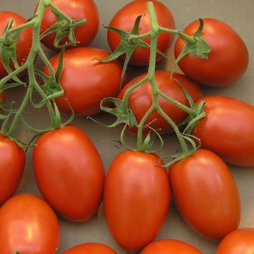 Tomate Roma