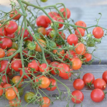 Tomate Rose Quartz Multiflora Bio