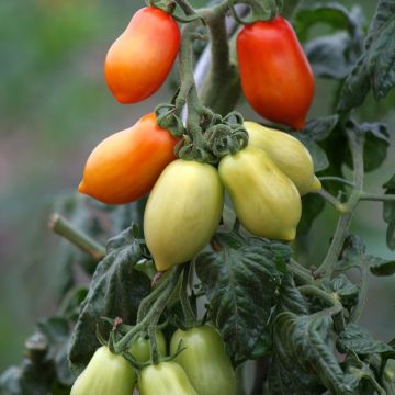 Tomate San Marzano 2 BIO (Samen)