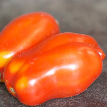 Tomate San Marzano 2 Bio