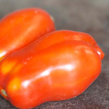 Tomate San Marzano 3