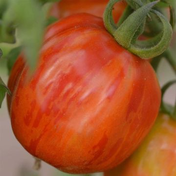 Tomate Striped Stuffer Bio