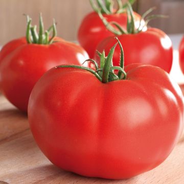 Fleischtomate Supersteak F1 (Veredelte Tomate)