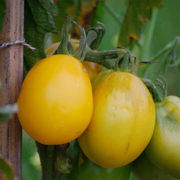 Tomate Téton de Venus jaune Bio