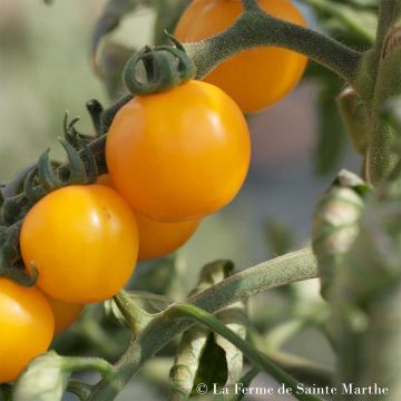 Tomate Tangerine Bio