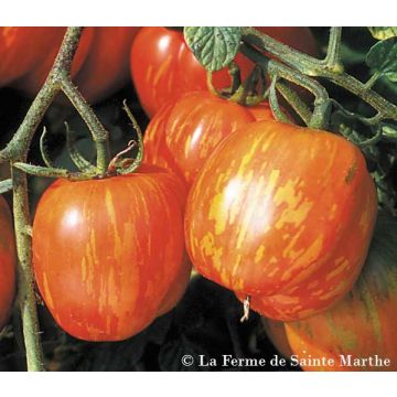 Tomate Tigerella bicolore Bio