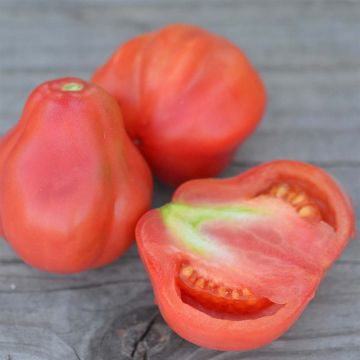 Tomate Tlacolula Pink Bio