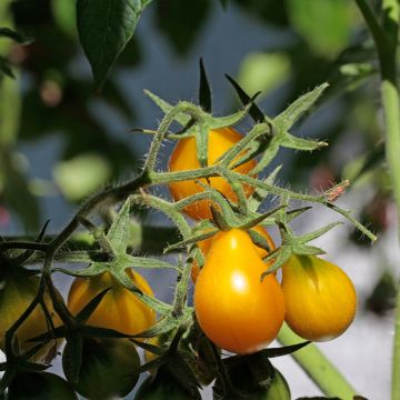 Kirschtomate Yellow Pearshaped (BIO Samen)