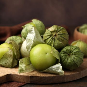 Tomatillo - Physalis ixocarpa