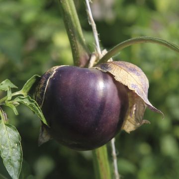 Tomatillo Purple Xtrem - Physalis ixocarpa