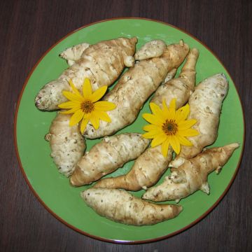 Topinambur Fuseau Culinaire - Helianthus tuberosus