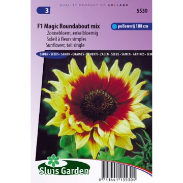 Gemeine Sonnenblume Magic Roundabout F1 - Helianthus