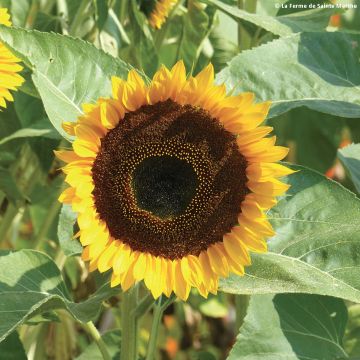 Sonnenblume Taiyo (Samen) - Helianthus