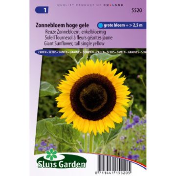 Gemeine Sonnenblume Uniflorus Giganteus - Helianthus