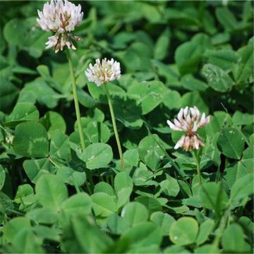 Weiß-Klee (Grüner Dünger) - Trifolium repens