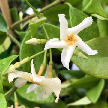 Sternjasmin Star of Toscane - Trachelospermum