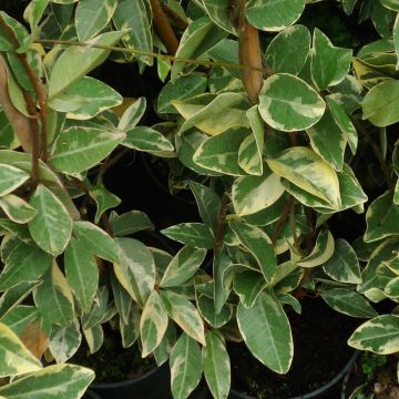 Trachelospermum jasminoides Variegatum - Jasmin étoilé