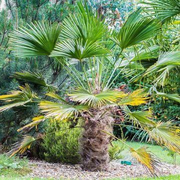 Trachycarpus wagnerianus - Wagner Hanfpalme