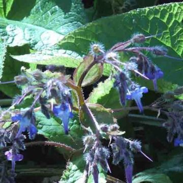 Trachystemon orientalis - Rauhling