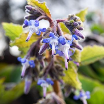 Trachystemon orientalis Sundew - Rauhling