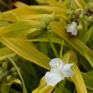 Tradescantia andersoniana Angelic Charm - Dreimasterblume