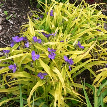 Tradescantia andersoniana Blue and Gold - Dreimasterblume