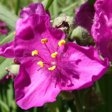 Tradescantia virginiana Brevicaulis - Dreimasterblume