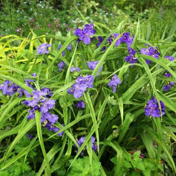 Tradescantia andersoniana Zwanenburg Blue - Dreimasterblume